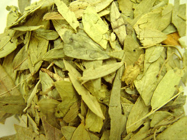 Manufacturers Exporters and Wholesale Suppliers of Senna Leaves Neemuch Madhya Pradesh